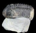 Bargain, Drotops Trilobite On Pedestal of Limestone #45611-2